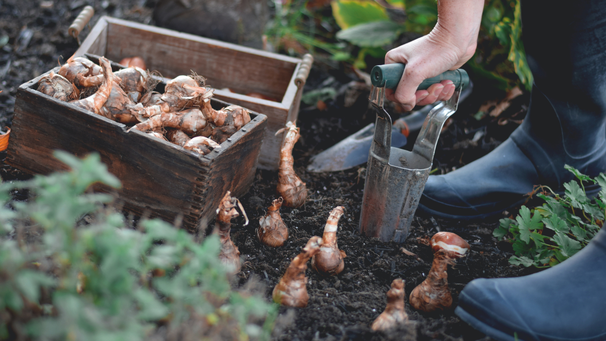Por que você deve começar a planejar sua jardinagem de outono agora 1 jardinagem