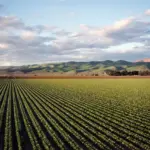 A revolução digital na agricultura brasileira: oportunidades e desafios
