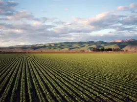 A revolução digital na agricultura brasileira: oportunidades e desafios
