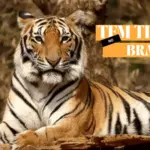 Facts About Tiger Wildlife Natural Video