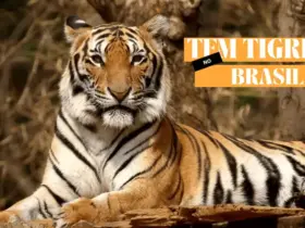 Tem Tigres no Brasil? Entenda a Presença Desses Felinos no País 12 Facts About Tiger Wildlife Natural Video