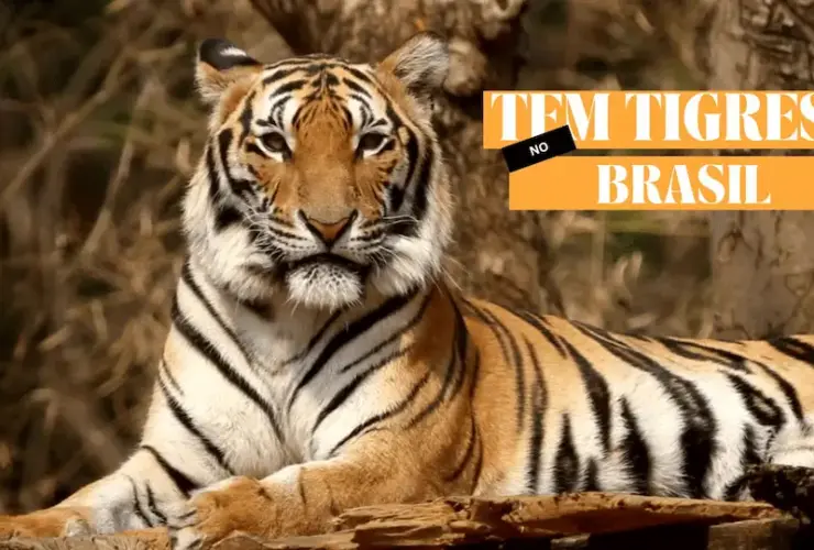 Facts About Tiger Wildlife Natural Video