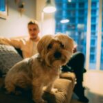 Alugar um apartamento com pet