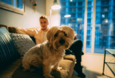 Alugar um apartamento com pet