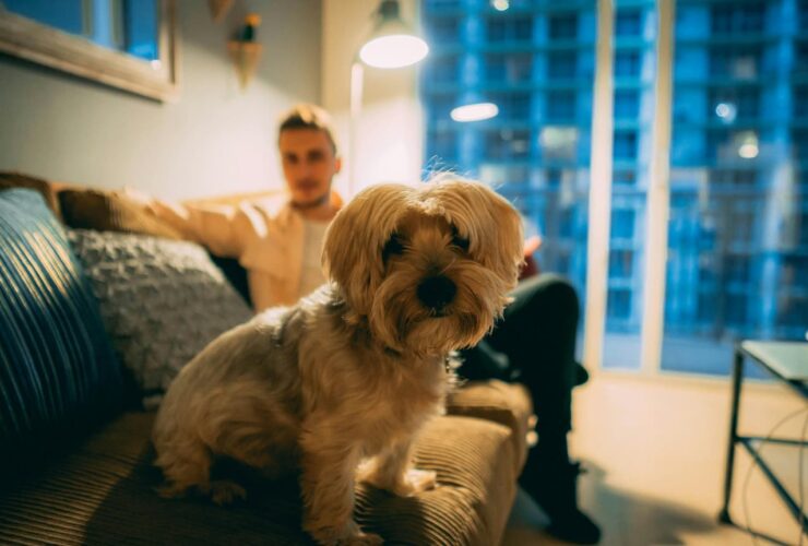 Alugar um apartamento com pet
